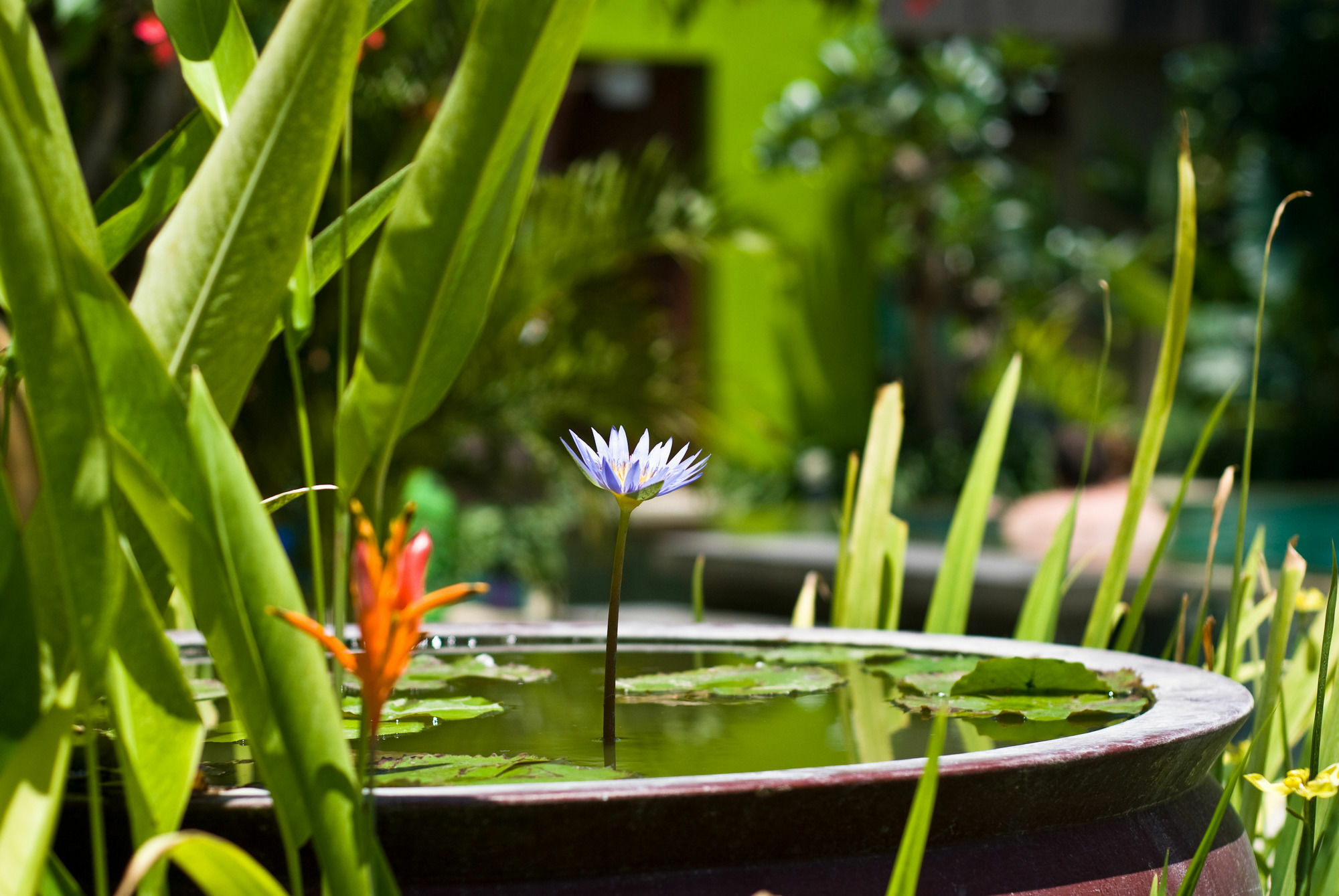 Cicada Luxury Townhouses Hotel Seminyak (Bali)